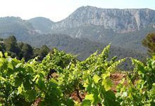 Domaine Tempier Grand vin Bandol
